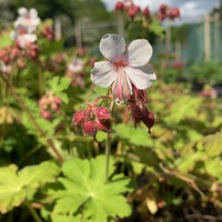 Geranium macrorrhizum 'Ingwersen's variety'